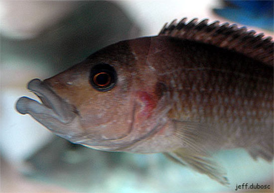厚唇黑慈鱼(Abactochromis labrosus)