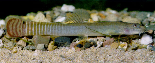 长体阿波鳅(Aborichthys elongatus)