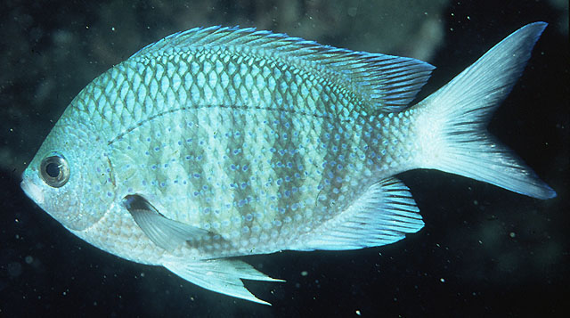 珍珠豆娘鱼(Abudefduf margariteus)