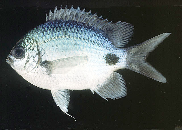 鲷状豆娘鱼(Abudefduf sparoides)