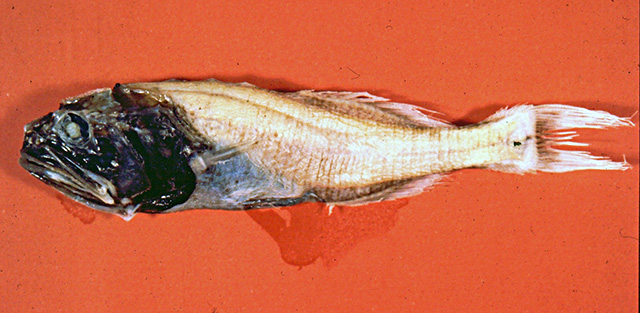深海奇鲷(Abyssoberyx levisquamosus)