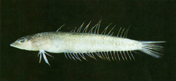 须棘吻鱼(Acanthaphritis barbata)