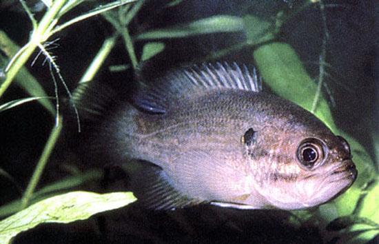 刺臀鱼(Acantharchus pomotis)