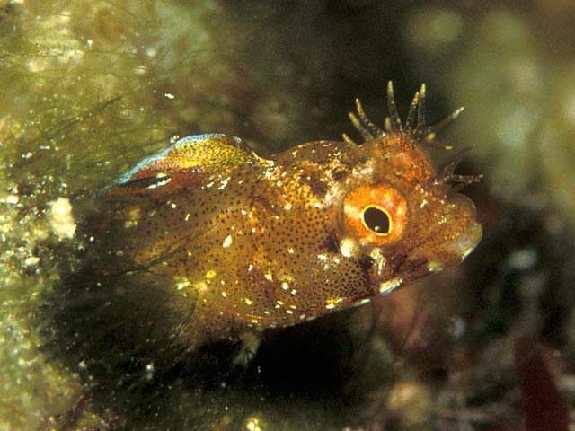 粗头棘胎鳚(Acanthemblemaria aspera)