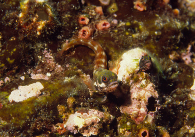 卡氏棘胎鳚(Acanthemblemaria castroi)