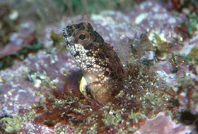 弱刺棘胎鳚(Acanthemblemaria exilispinus)