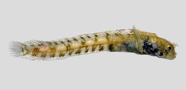 小棘胎鳚(Acanthemblemaria paula)