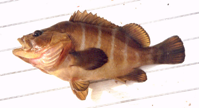 巴西刺鮨(Acanthistius brasilianus)