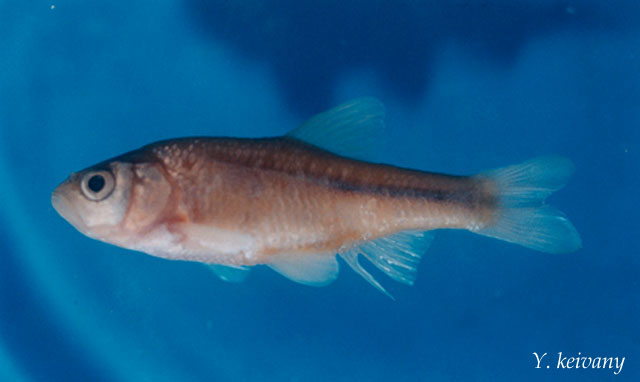 戈尔河岩雅罗鱼(Acanthobrama persidis)