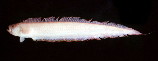 小棘赤刀鱼(Acanthocepola abbreviata)