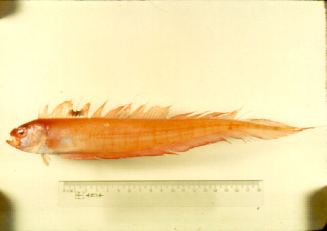 印度棘赤刀鱼(Acanthocepola indica)