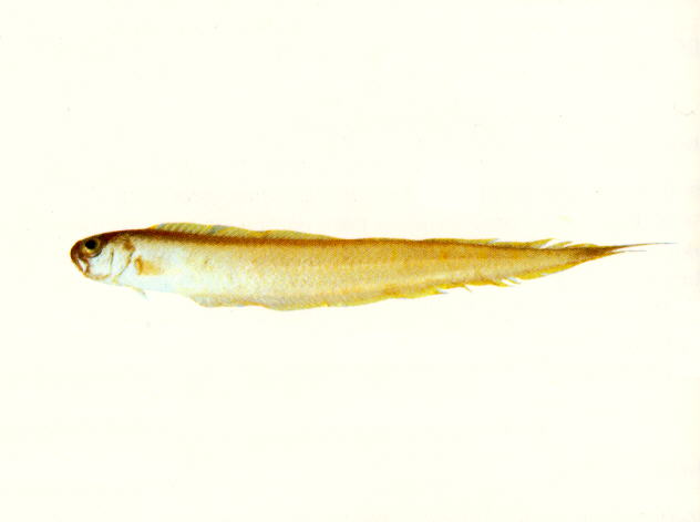 克氏棘赤刀鱼(Acanthocepola krusensternii)