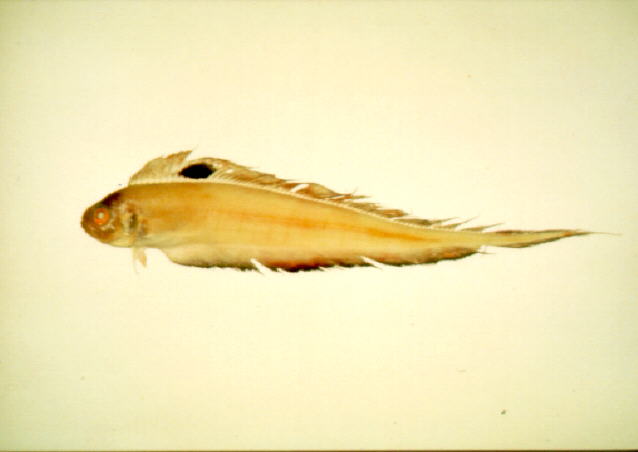 背点棘赤刀鱼(Acanthocepola limbata)
