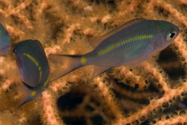 多刺棘光鳃鲷(Acanthochromis polyacanthus)