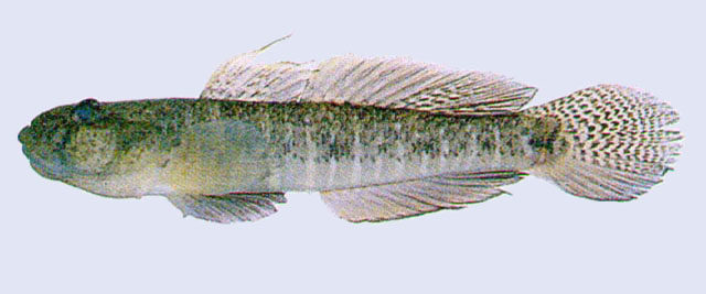 乳色刺虾虎(Acanthogobius lactipes)