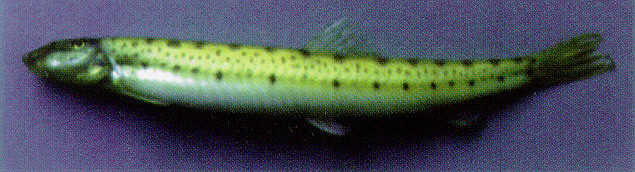 豚形拟长鳅(Acanthopsoides delphax)