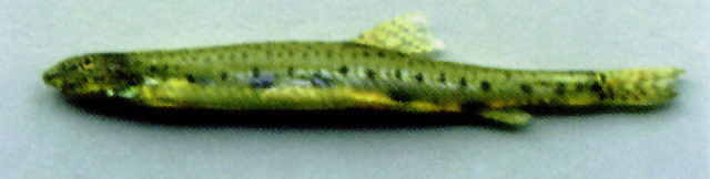细拟长鳅(Acanthopsoides gracilentus)