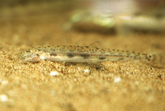 小口拟长鳅(Acanthopsoides molobrion)