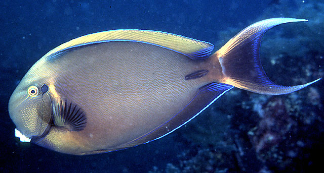 鳃斑刺尾鱼(Acanthurus bariene)