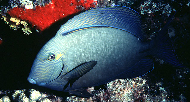 布氏刺尾鱼(Acanthurus blochii)