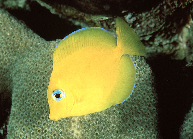 蓝刺尾鱼(Acanthurus coeruleus)
