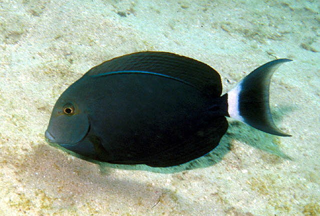 肩斑刺尾鱼(Acanthurus gahhm)