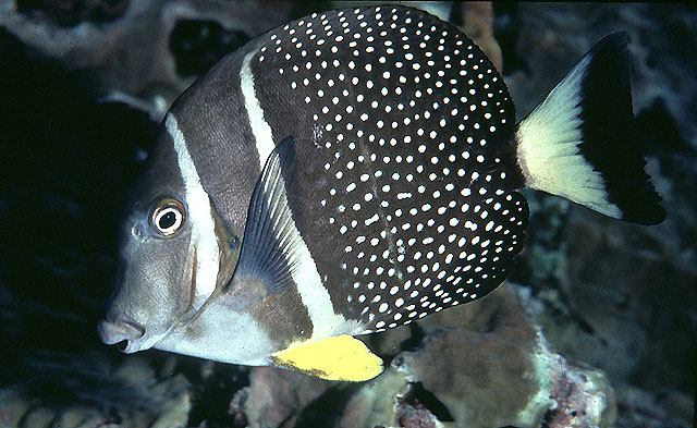 斑点刺尾鱼(Acanthurus guttatus)