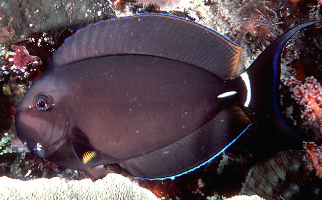 白唇刺尾鱼(Acanthurus leucocheilus)
