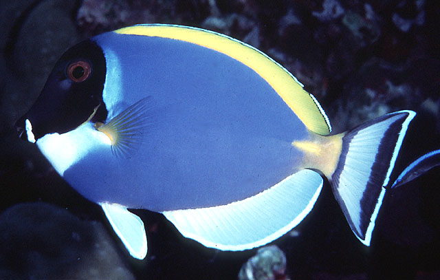 白胸刺尾鱼(Acanthurus leucosternon)