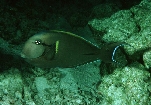黑尾刺尾鱼(Acanthurus nigricauda)