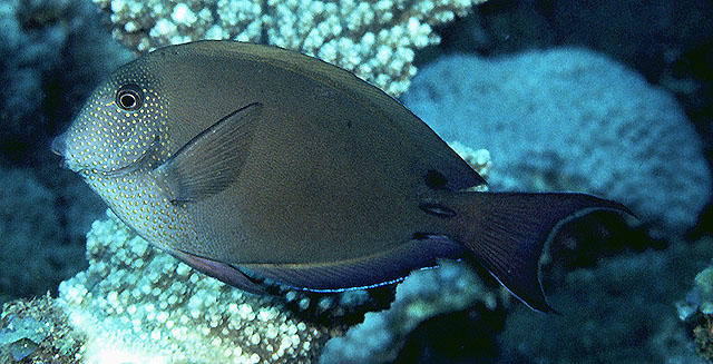褐斑刺尾鱼(Acanthurus nigrofuscus)