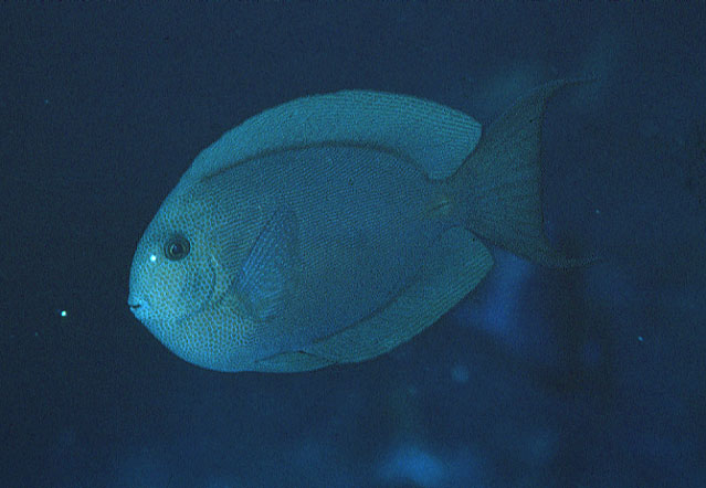 密线刺尾鱼(Acanthurus nubilus)