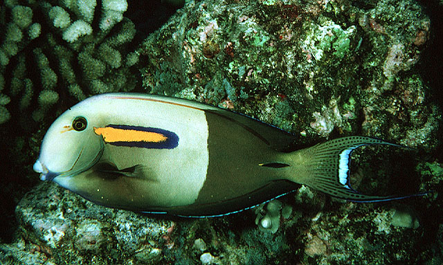 橙斑刺尾鱼(Acanthurus olivaceus)