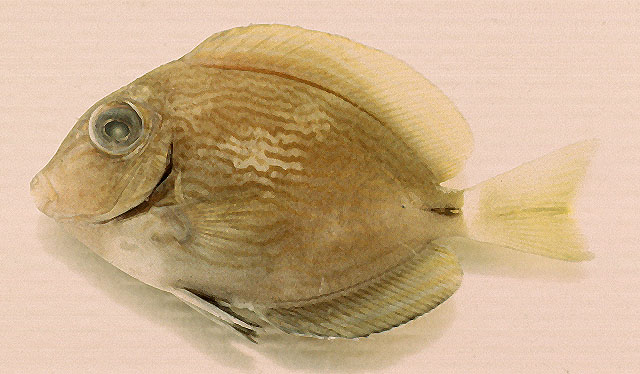 蓝氏刺尾鱼(Acanthurus randalli)