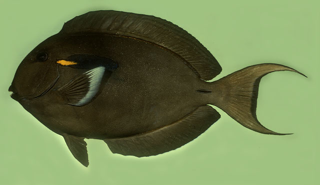 马克萨斯岛刺尾鱼(Acanthurus reversus)