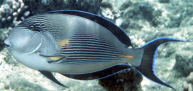 红海刺尾鱼(Acanthurus sohal)