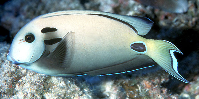 坦氏刺尾鱼(Acanthurus tennentii)