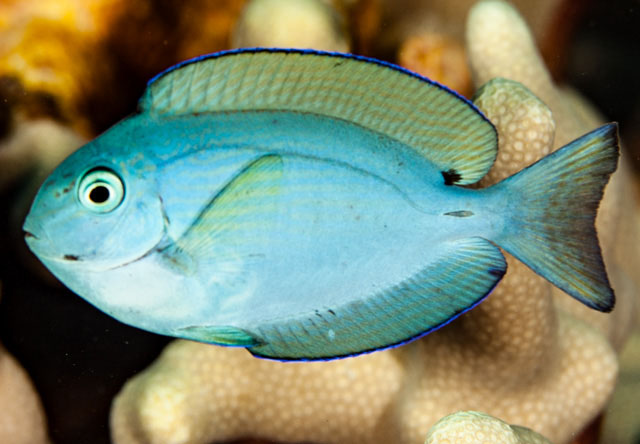 黄尾刺尾鱼(Acanthurus thompsoni)