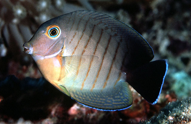 暗体刺尾鱼(Acanthurus tristis)