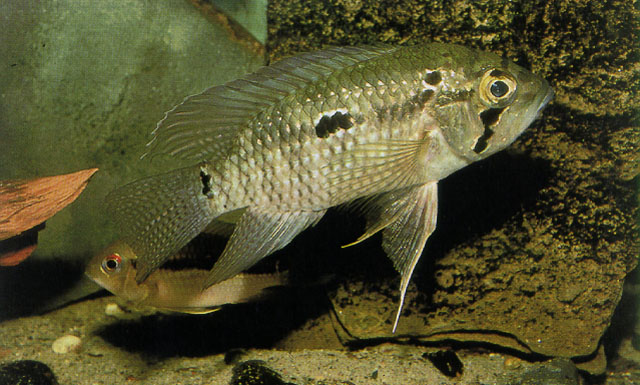 大眼丽鱼(Acaronia nassa)