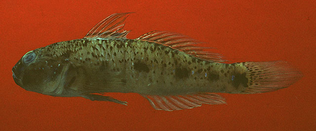 弯纹细棘虾虎(Acentrogobius audax)