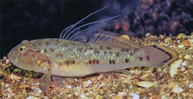 紫鳍细棘虾虎(Acentrogobius janthinopterus)