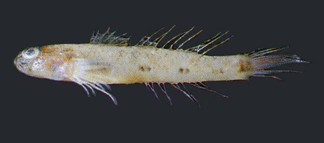 朝鲜细棘虾虎(Acentrogobius pellidebilis)