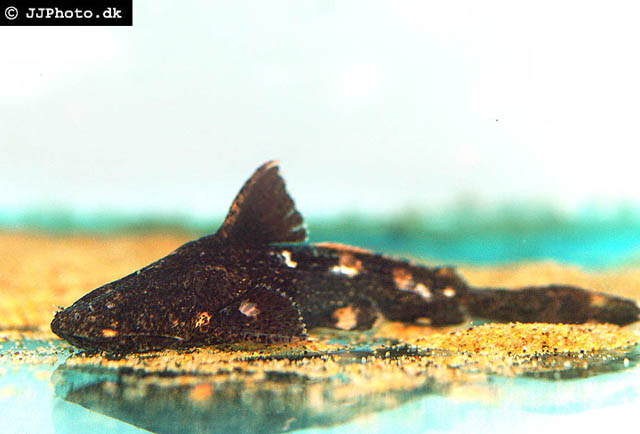 皱纹庞鲇(Acrochordonichthys rugosus)