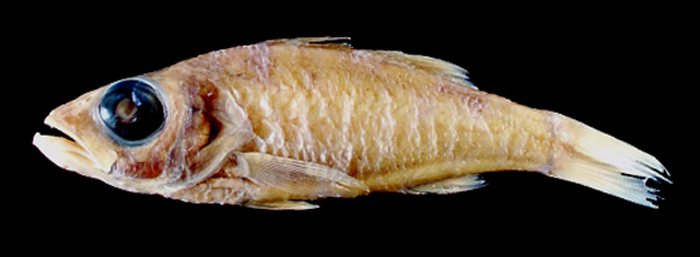 前肛发光鲷(Acropoma boholensis)