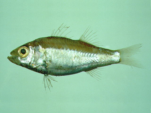 圆鳞发光鲷(Acropoma hanedai)