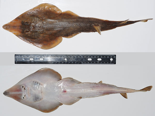 印度犁头鳐(Acroteriobatus variegatus)