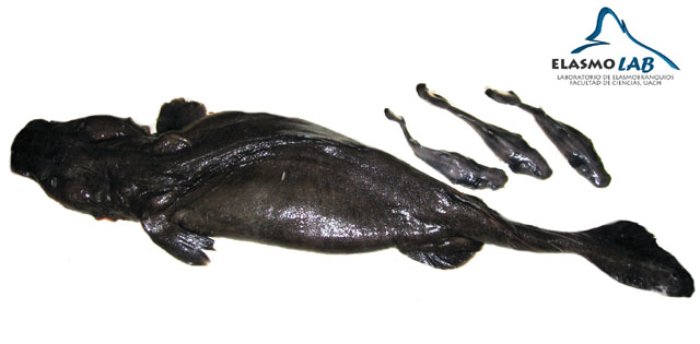 暗色短棘鲨(Aculeola nigra)