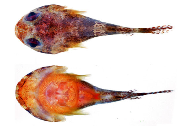 拟喉盘鱼(Acyrtus artius)