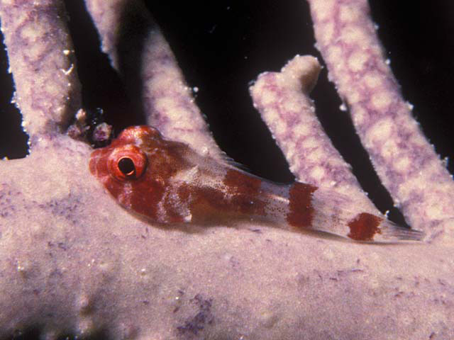 锈色拟喉盘鱼(Acyrtus rubiginosus)